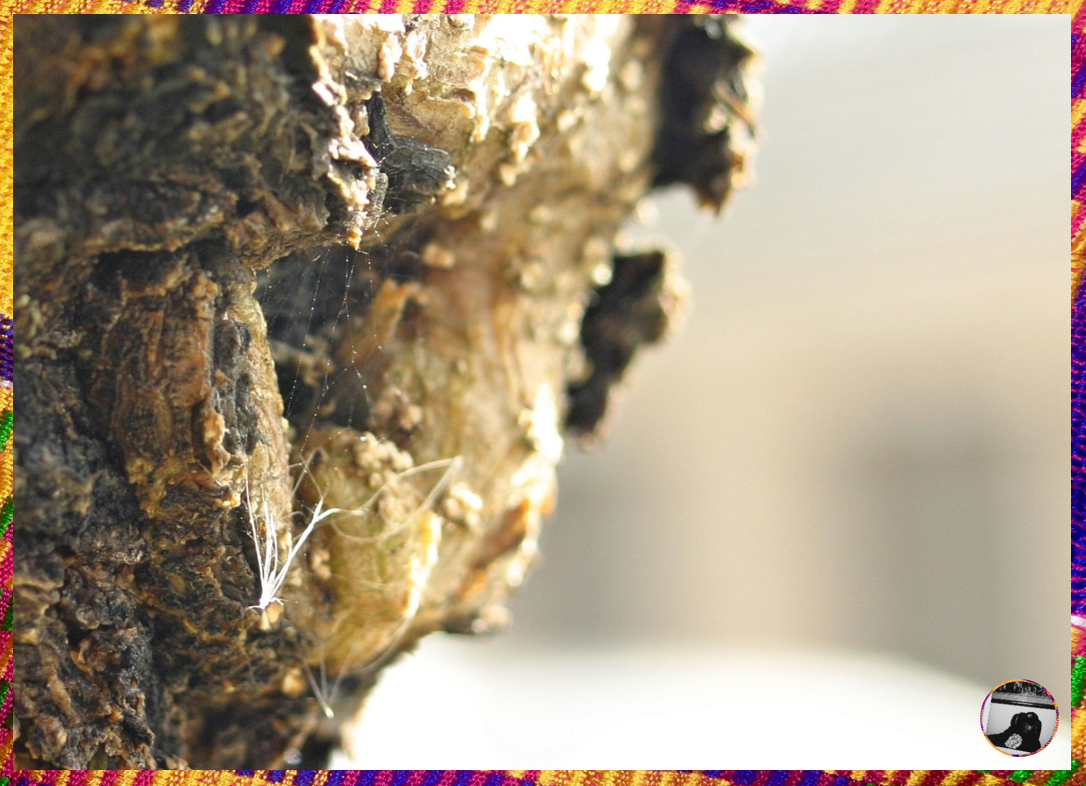 📸 20/20 STUDIOS™ PRINT